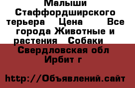 Малыши Стаффордширского терьера  › Цена ­ 1 - Все города Животные и растения » Собаки   . Свердловская обл.,Ирбит г.